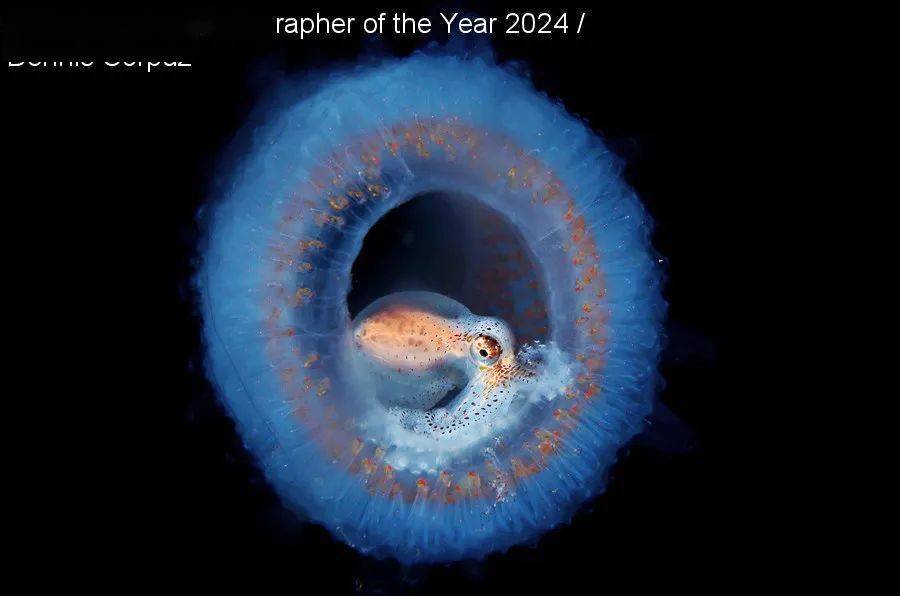 underwater photographer of the year_英国_鲸鱼_螃蟹