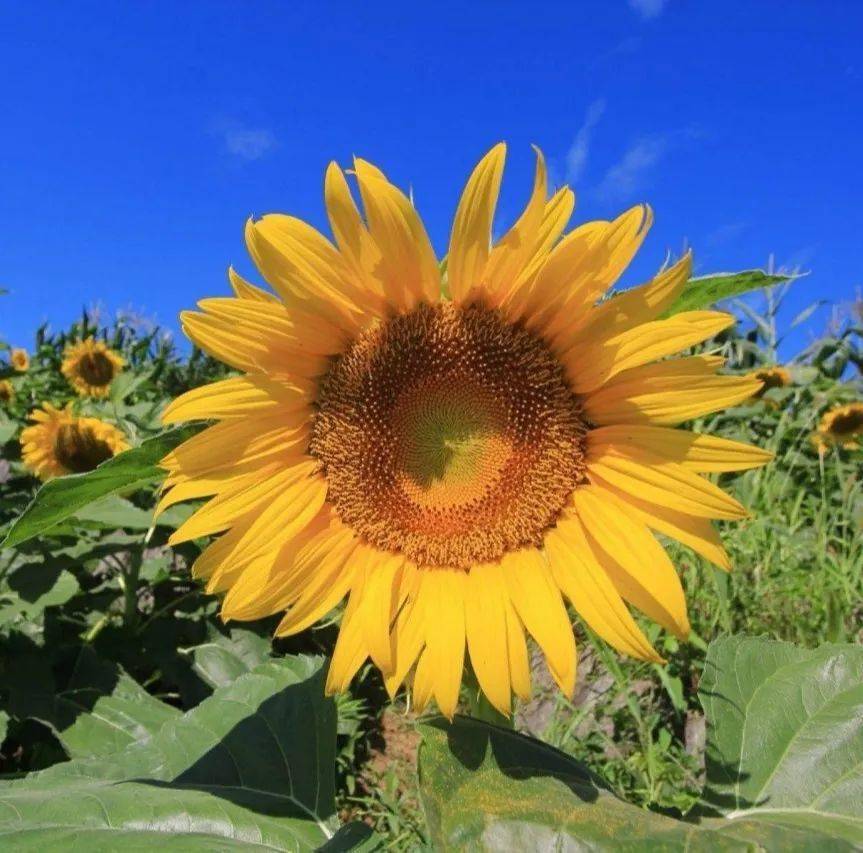 报名须知* *请各位家长识别二维码报名,每次课程限10名小朋友.