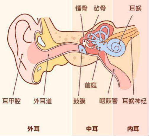 耳甲艇相当于人体的图片