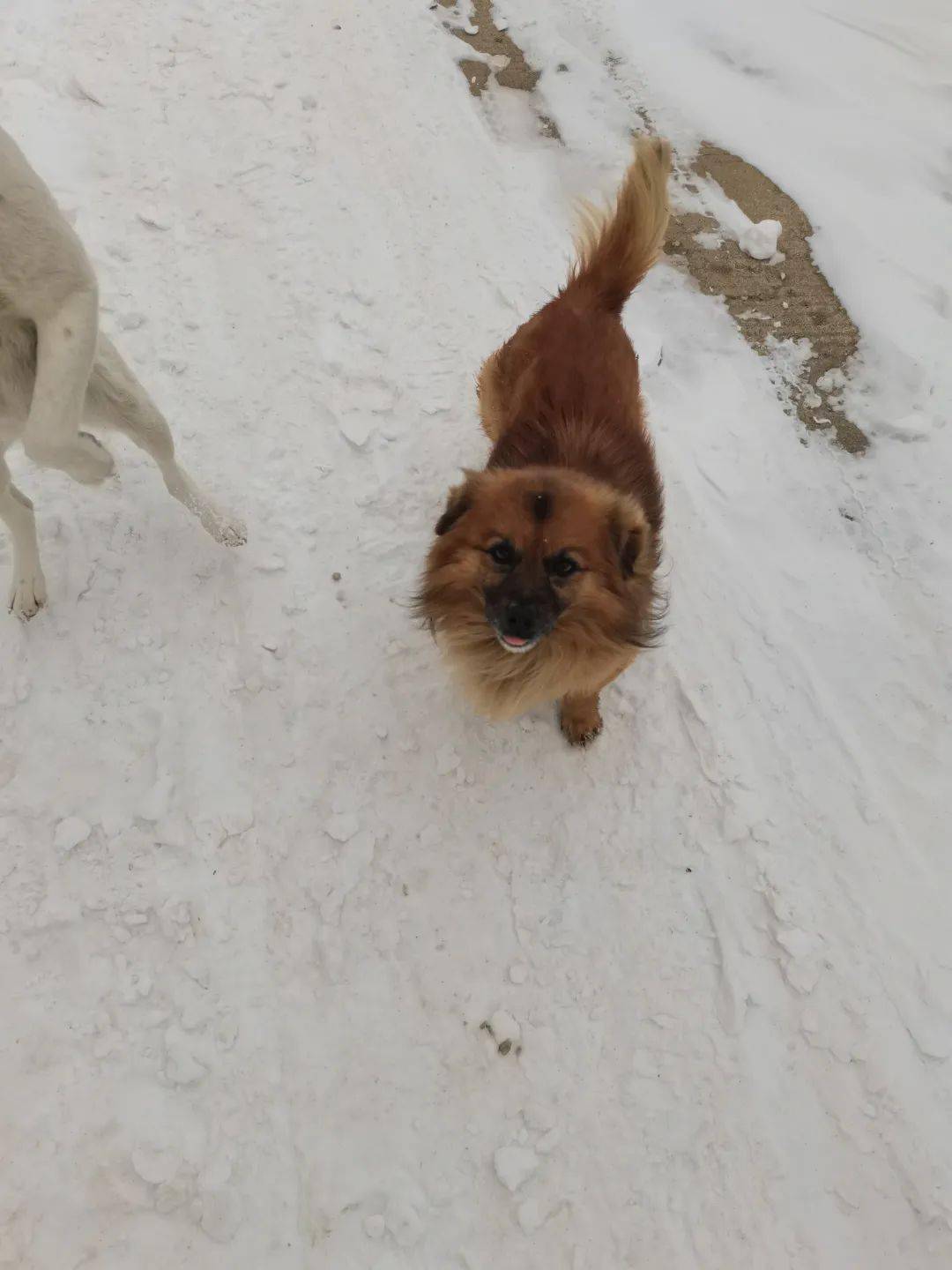 写给白部长与黄部长,及他们对我无羁生活的关照_公司_时候_工作间