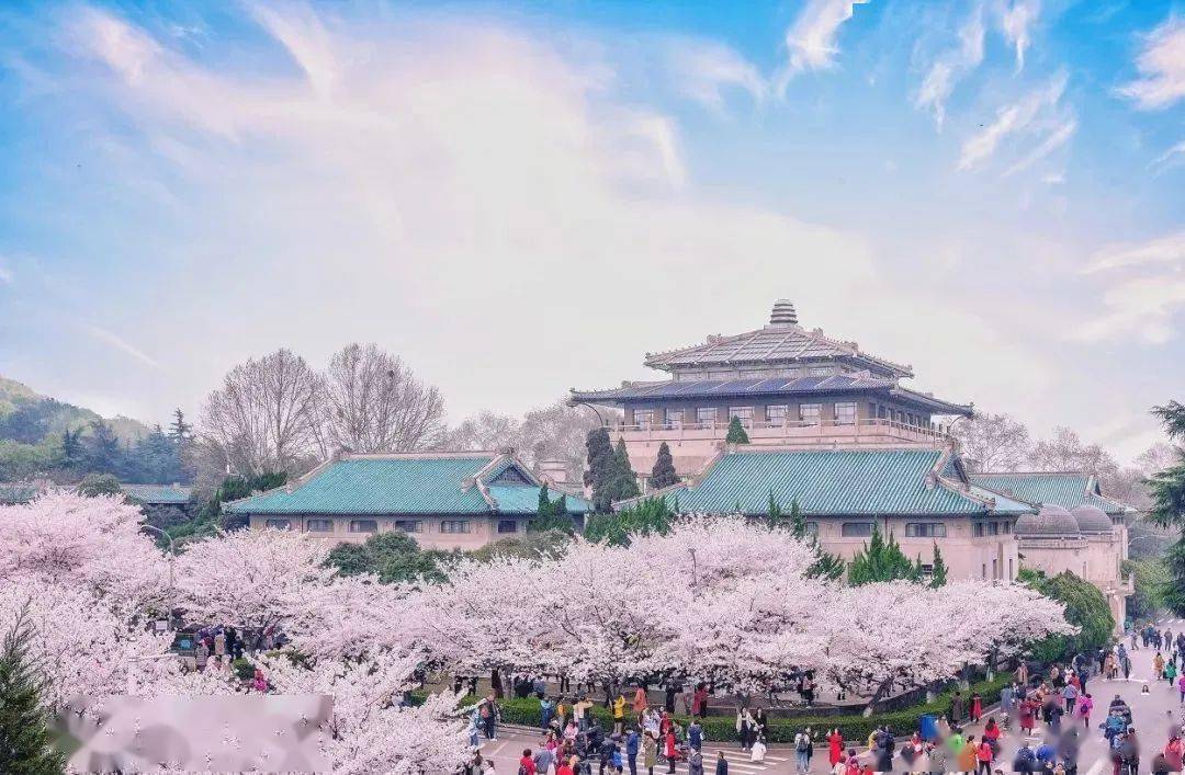 杭州西湖杜鵑花盛開,西湖杜鵑花主要分佈在西泠印社後山牌坊,靈隱飛來