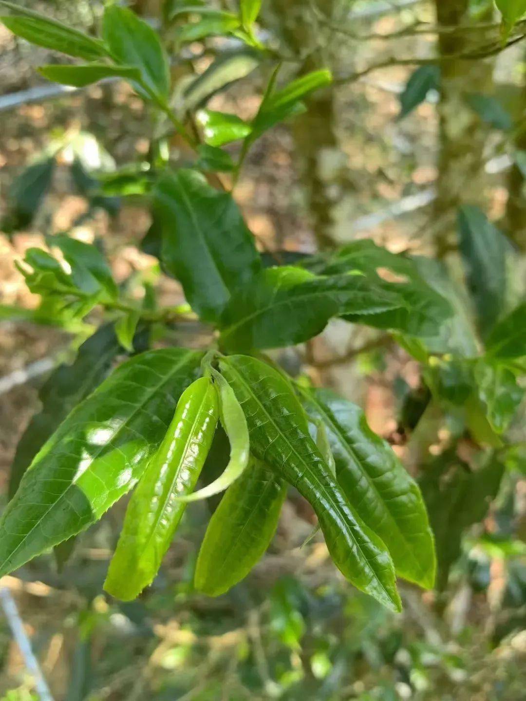 春日上春山 | 到瑶区瑶族乡:"两箐一河一潭"品春茶_茶叶_百花_河流