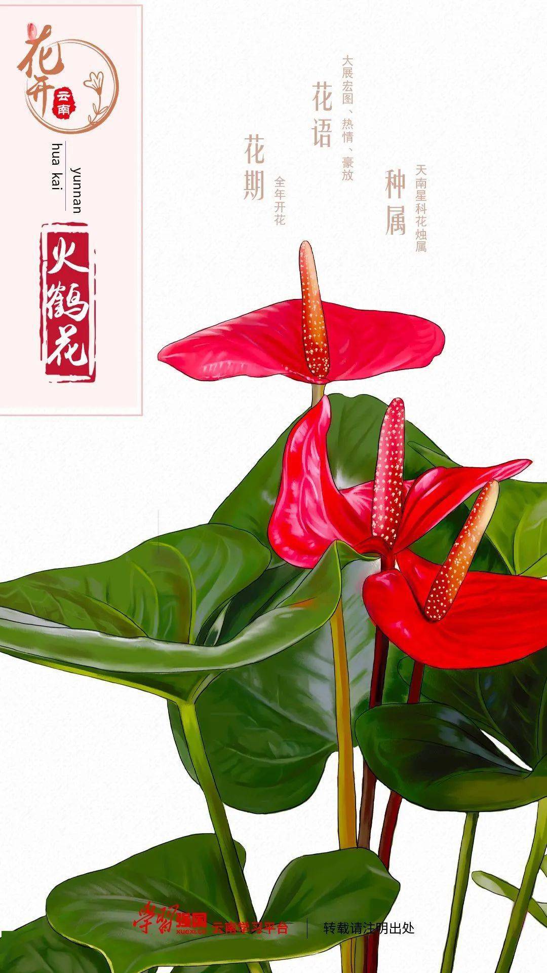 每日物种故事 | 火鹤花:猜猜我的花在哪?_植物_天南星_白色