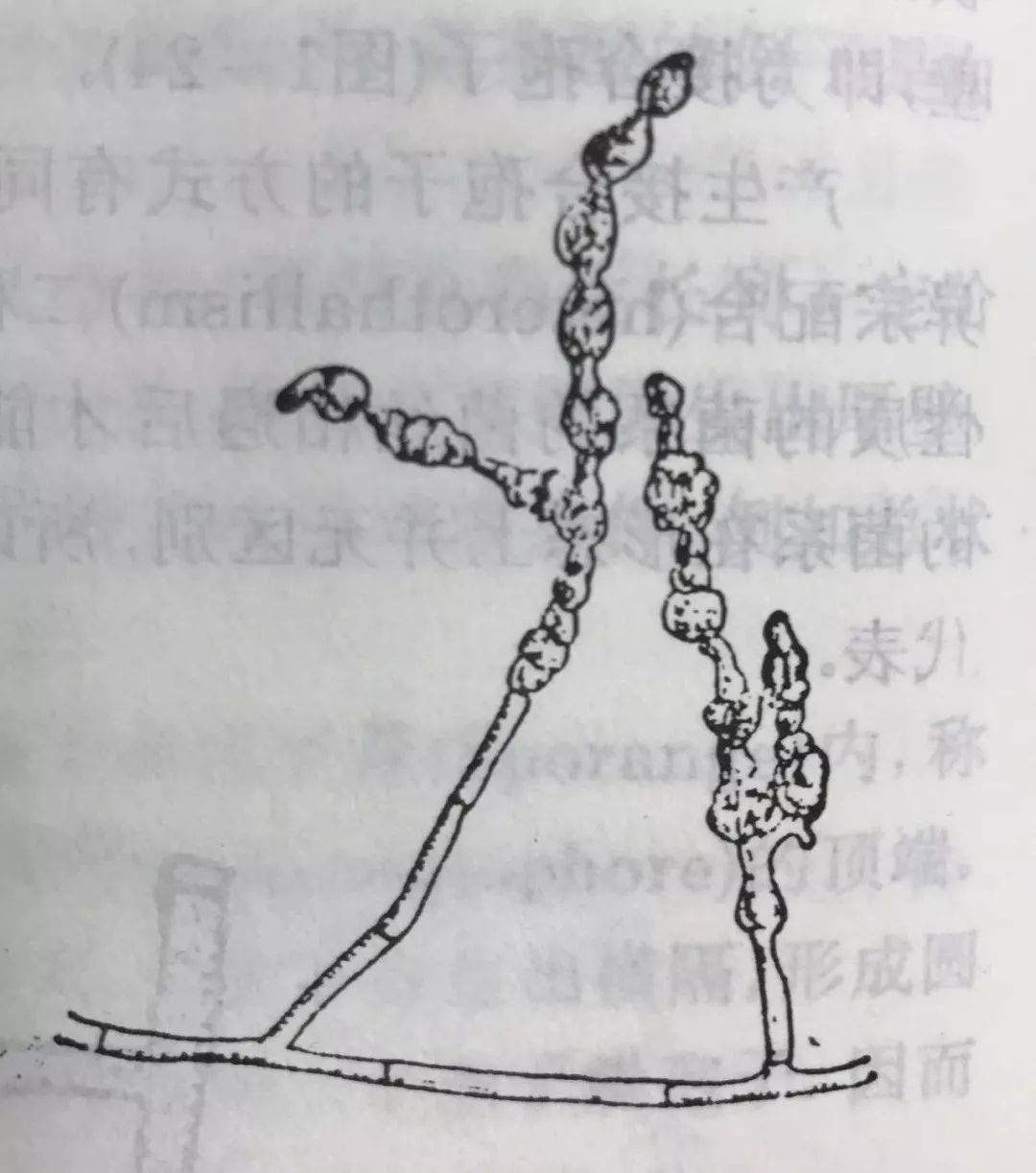 据说现在谈茶叶,不谈微生物了都out了……_细胞_细菌_动植物