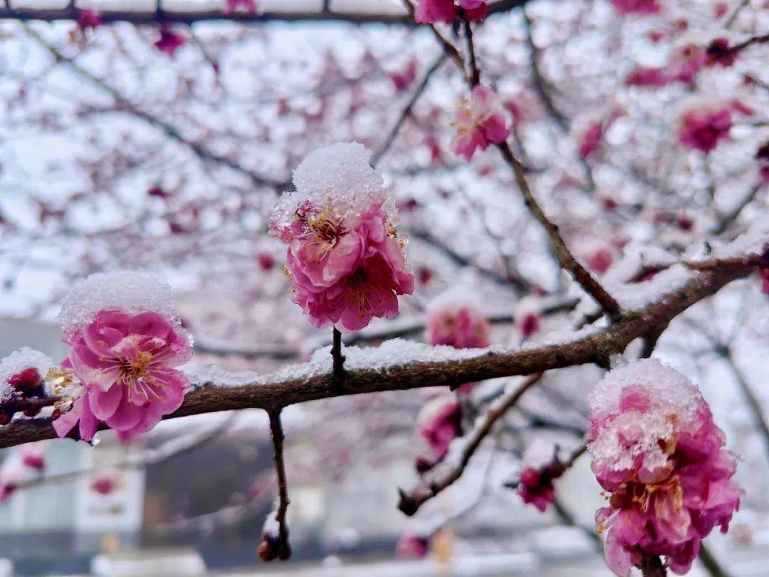 三月春雪,华蓥山不期而遇的浪漫!_美女_优惠_来源