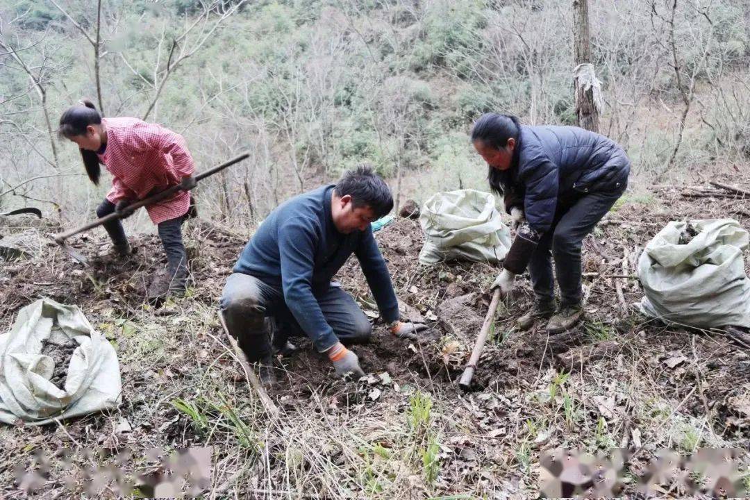 林下猪苓喜获丰收 "土疙瘩"变"致富宝"_留坝县_唐小军_种植