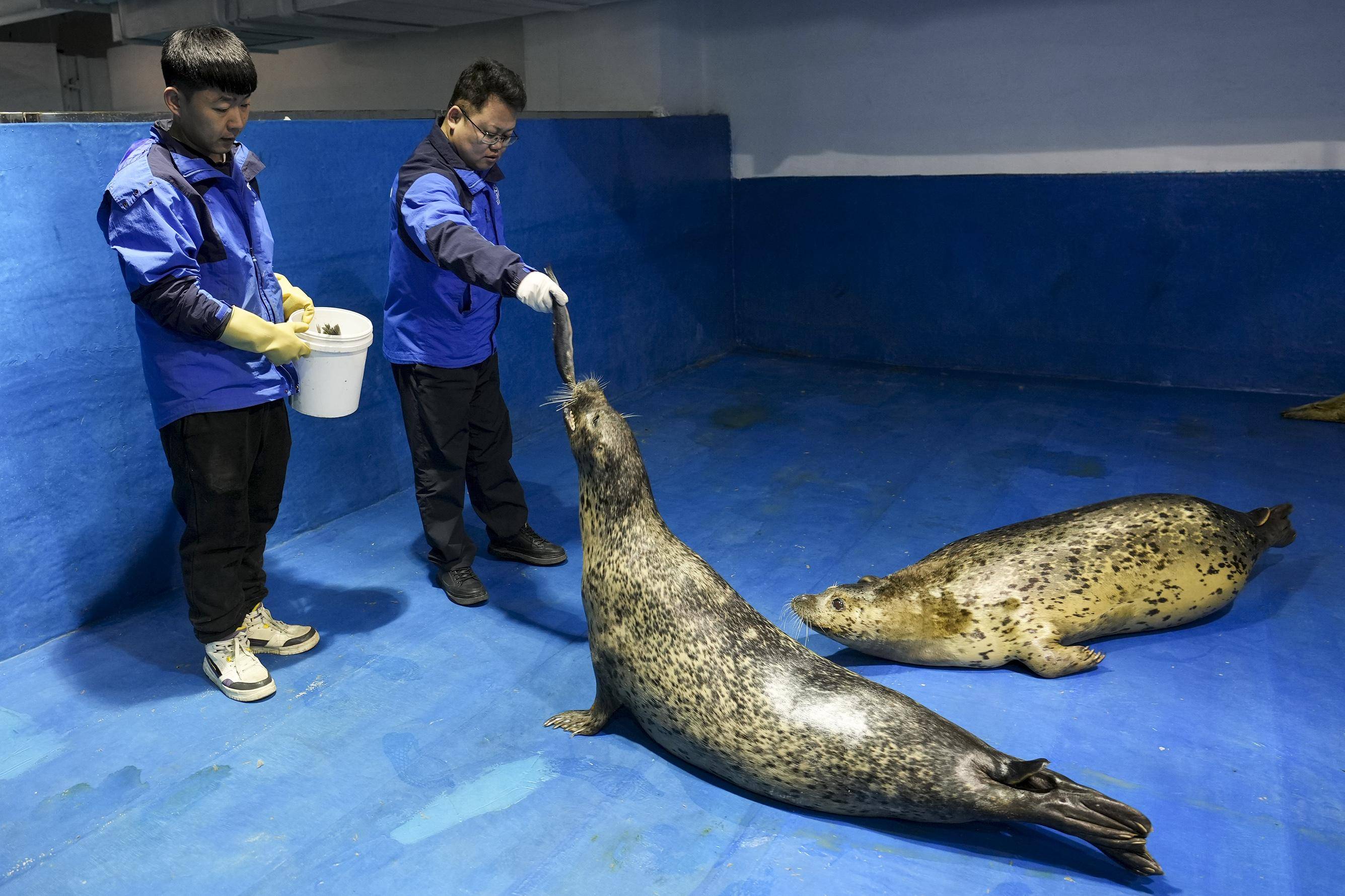 海豹医生守月子