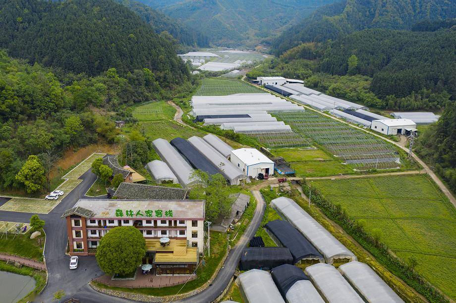 百合特色小镇王台金杉园( 陈新民  摄)除了举办海峡两岸延平百合花节