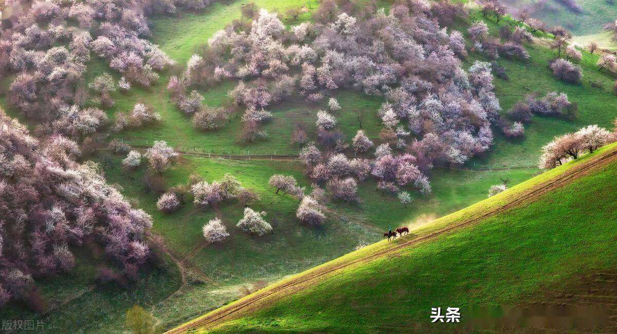 新疆伊犁,万亩杏花即将开放,美若仙境!_摄影_杏林_吐尔根