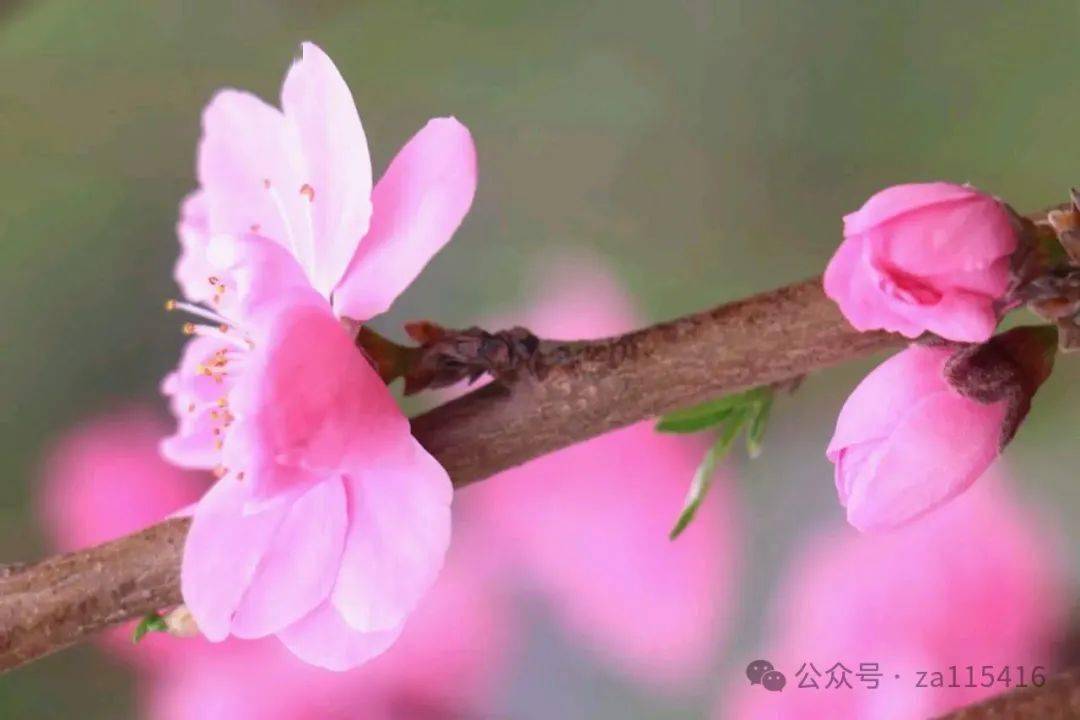 《中国爱情诗刊》(第2802期)"中华微型诗"同题诗会:桃花劫