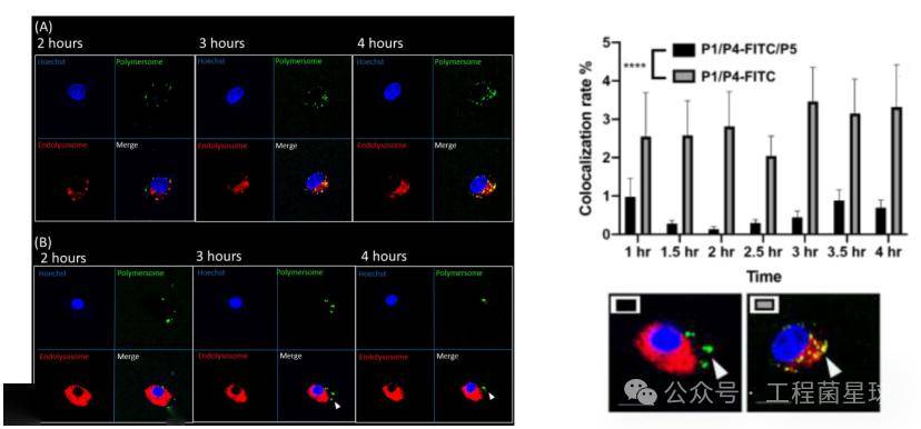 mrna递送系统开发:筛选靶向性聚合物纳米颗粒以触发高