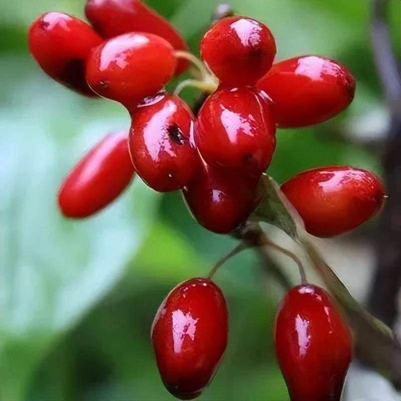 门票_本人有效证件_山茱萸