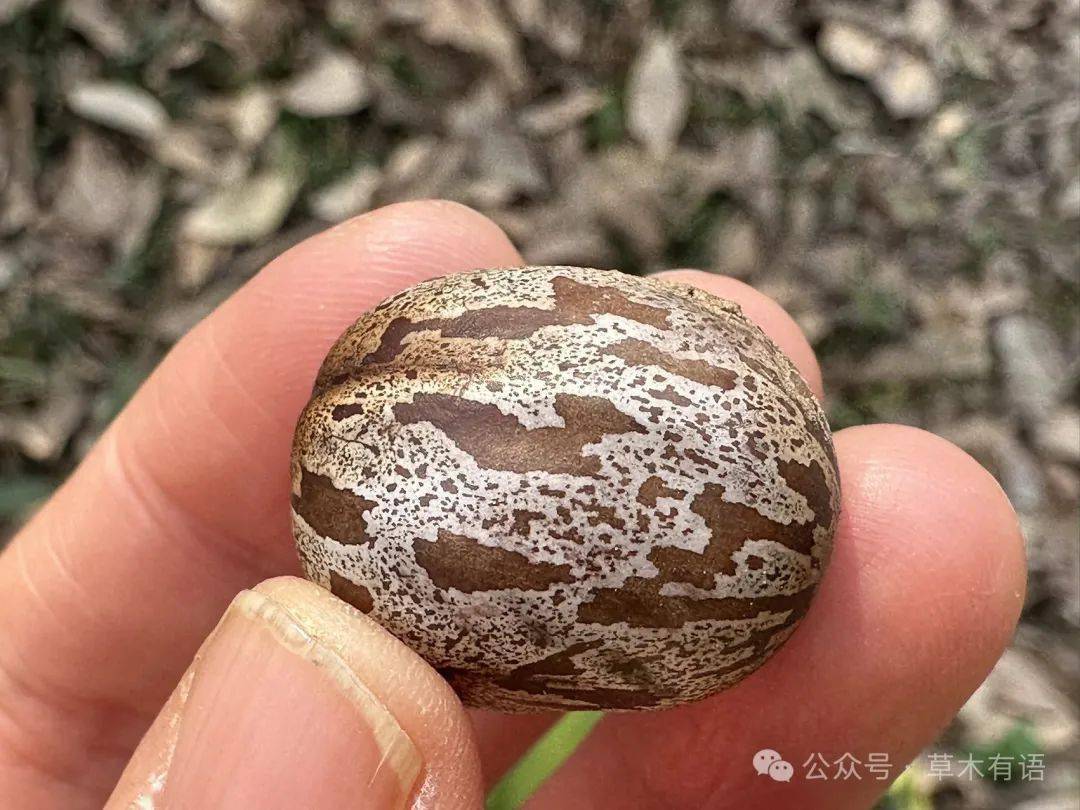 悲惨的橡胶树_橡胶林_种子_树干