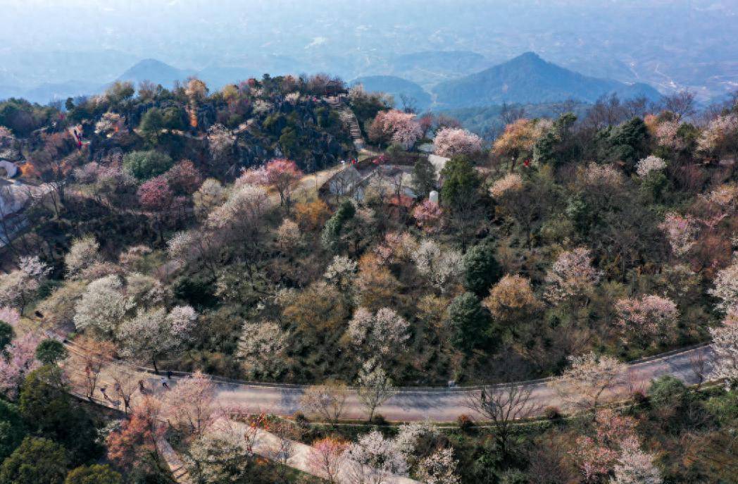 万亩樱花渐次盛开待客来 渝北大盛云龟山第八届樱花季开幕_活动_互动