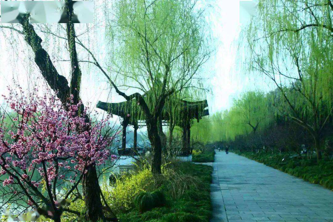 致三月:春风含笑柳如烟,正是人间三月天_生活_日子_岁月
