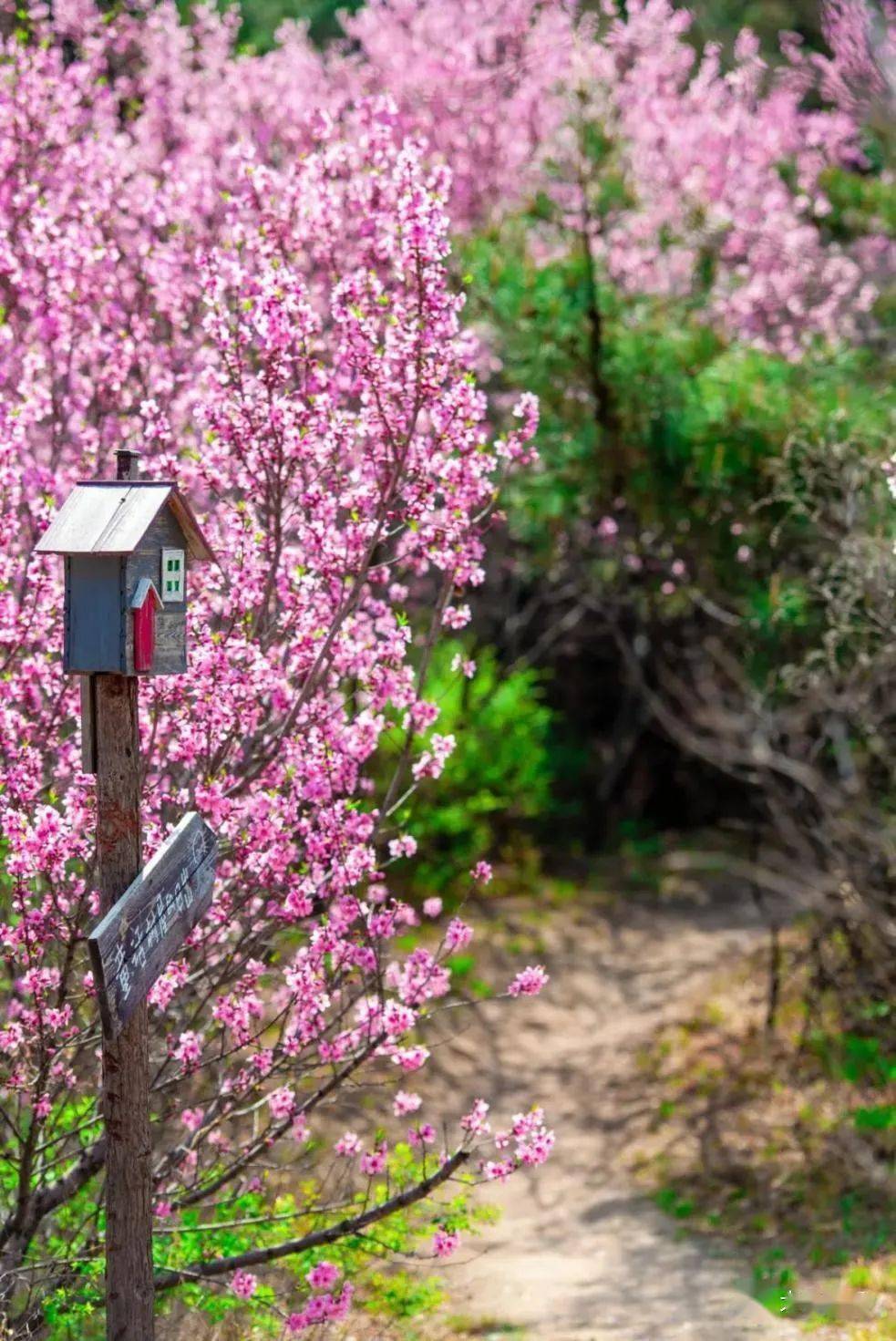 因太美而一房难求的童话树屋今天开售!