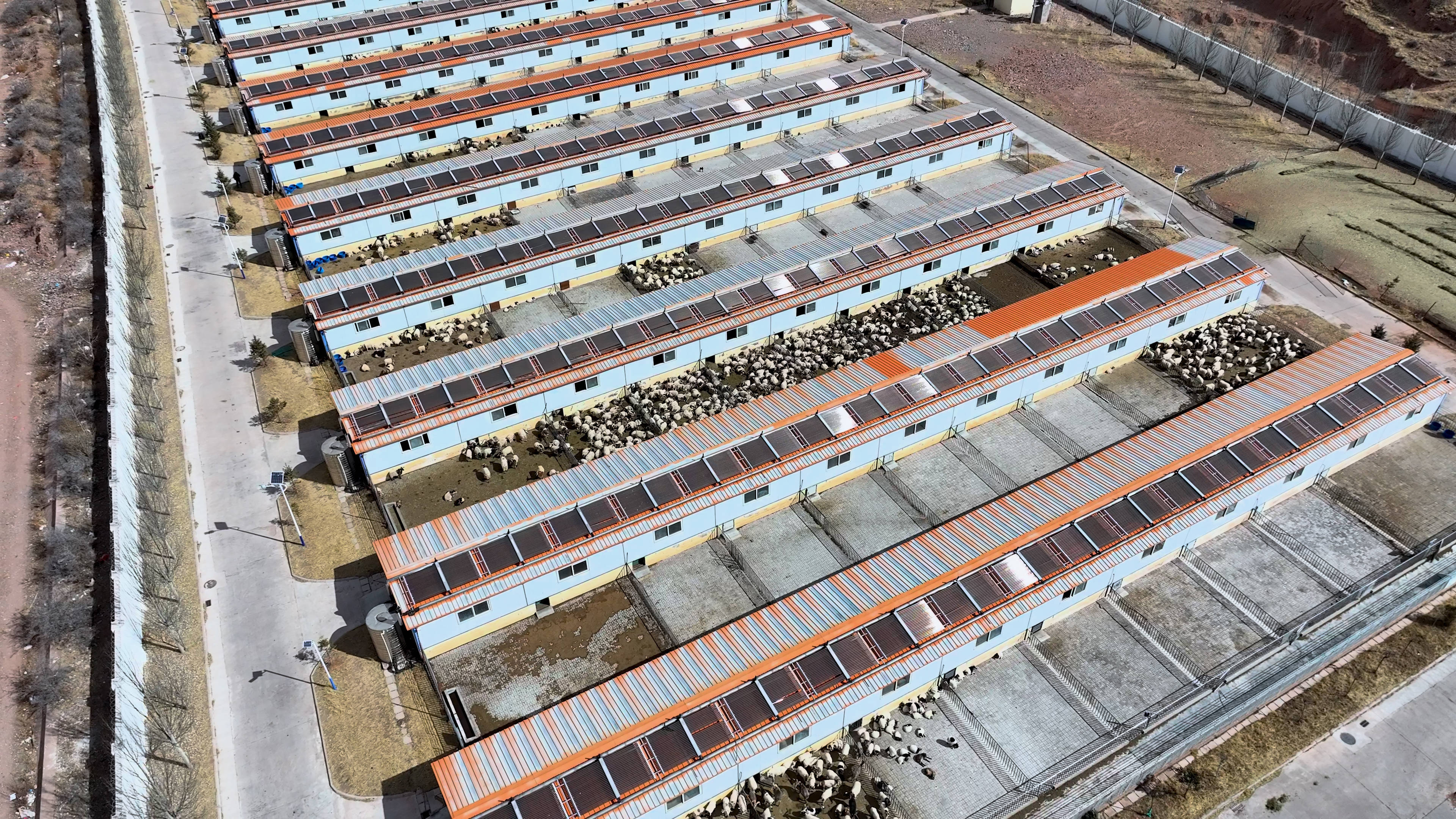 按照育种工作计划,同年9月对500头1-3岁能繁经产母羊进行了双羔实验