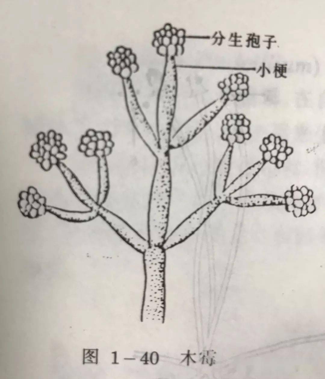 实际上,现在已经可以通过显微镜拍出其视野中看到的微生物的彩色照片