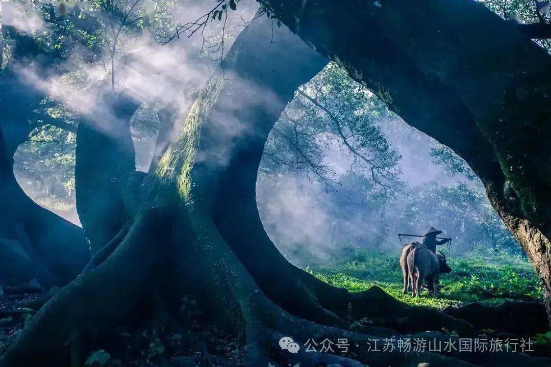 早餐后集合前往【网红摄影胜地杨家溪公园榕枫公园】,杨家溪榕枫林
