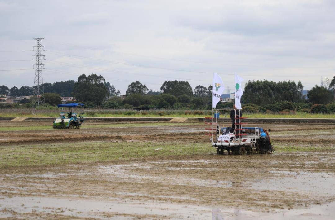 增城田间地头"火力全开"!_生产_工作_农业