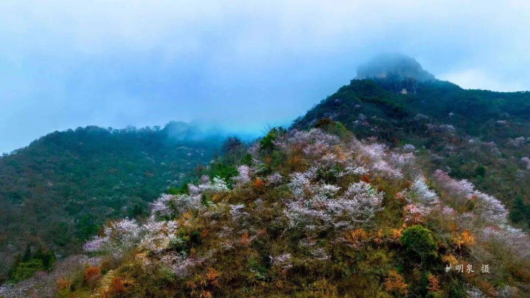 樱花公园金华图片