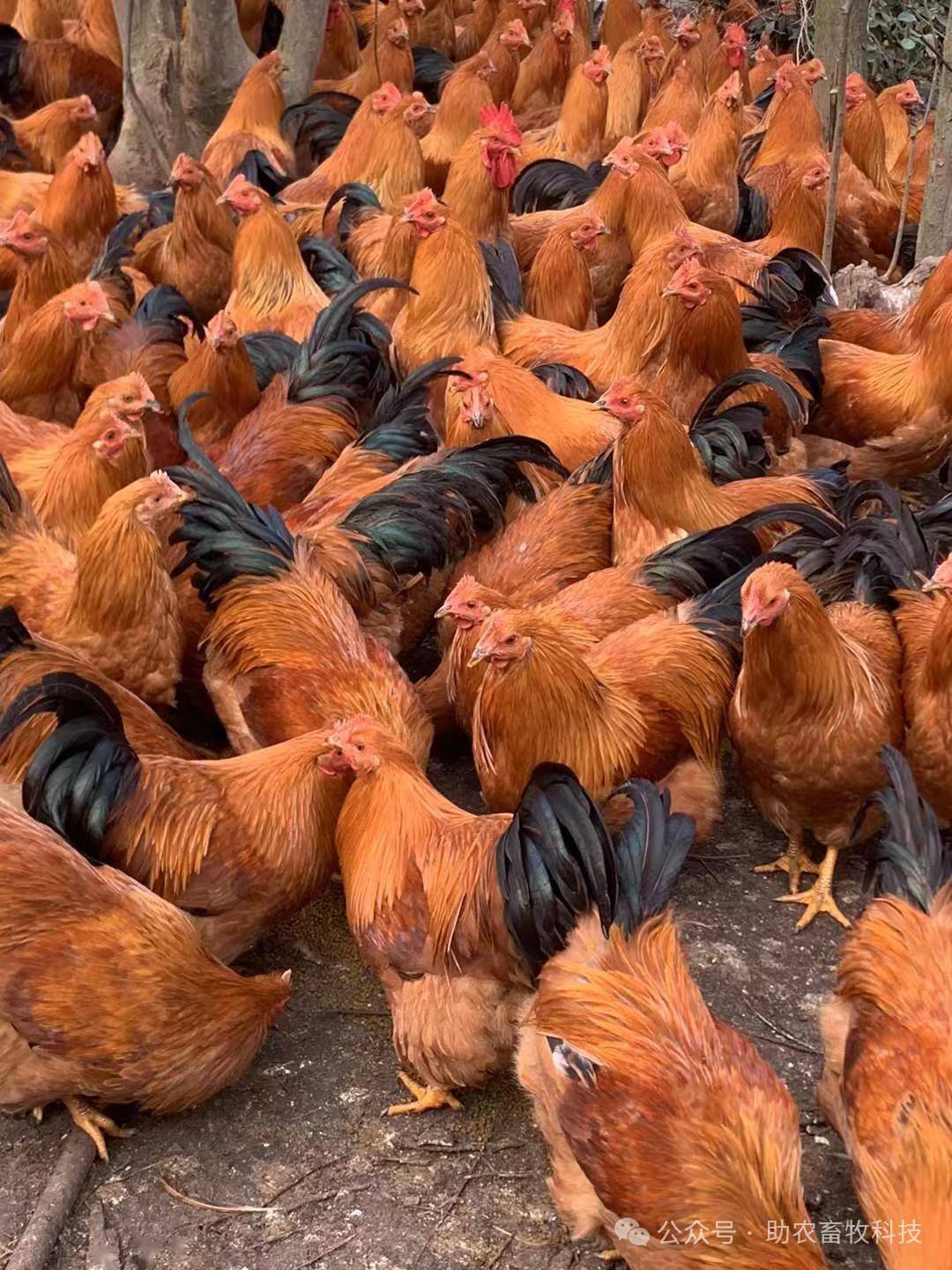 【案例】广西钦州的李老板散养阉鸡的日常保健方法有哪些?