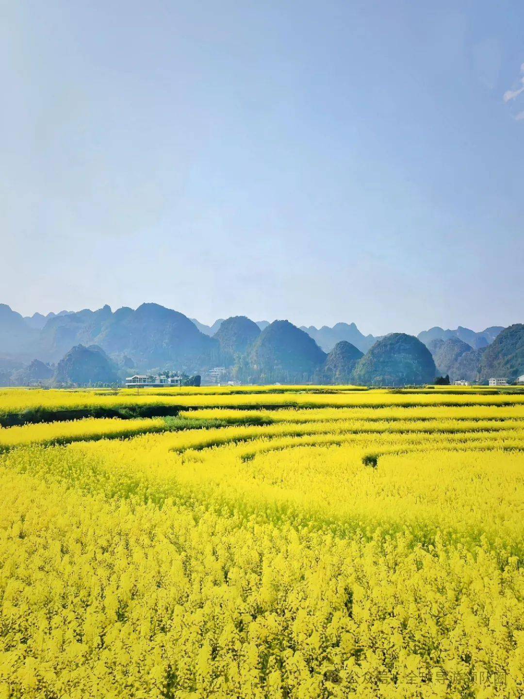 二圣油菜花基地图片