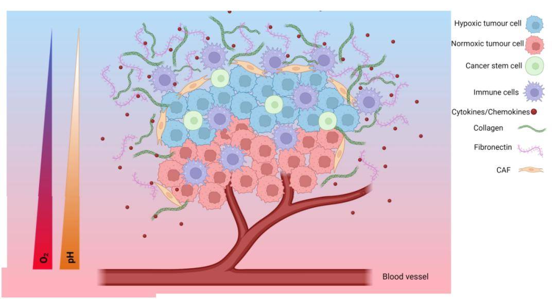 了解缺氧肿瘤微环境
