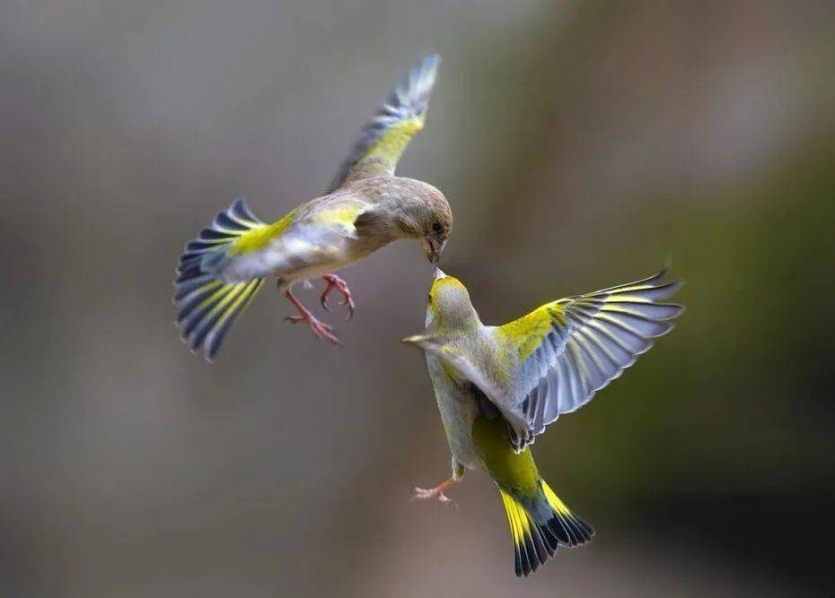 老外说"give me some sugar"不是"给我点糖",真正的意思挺让人害羞.