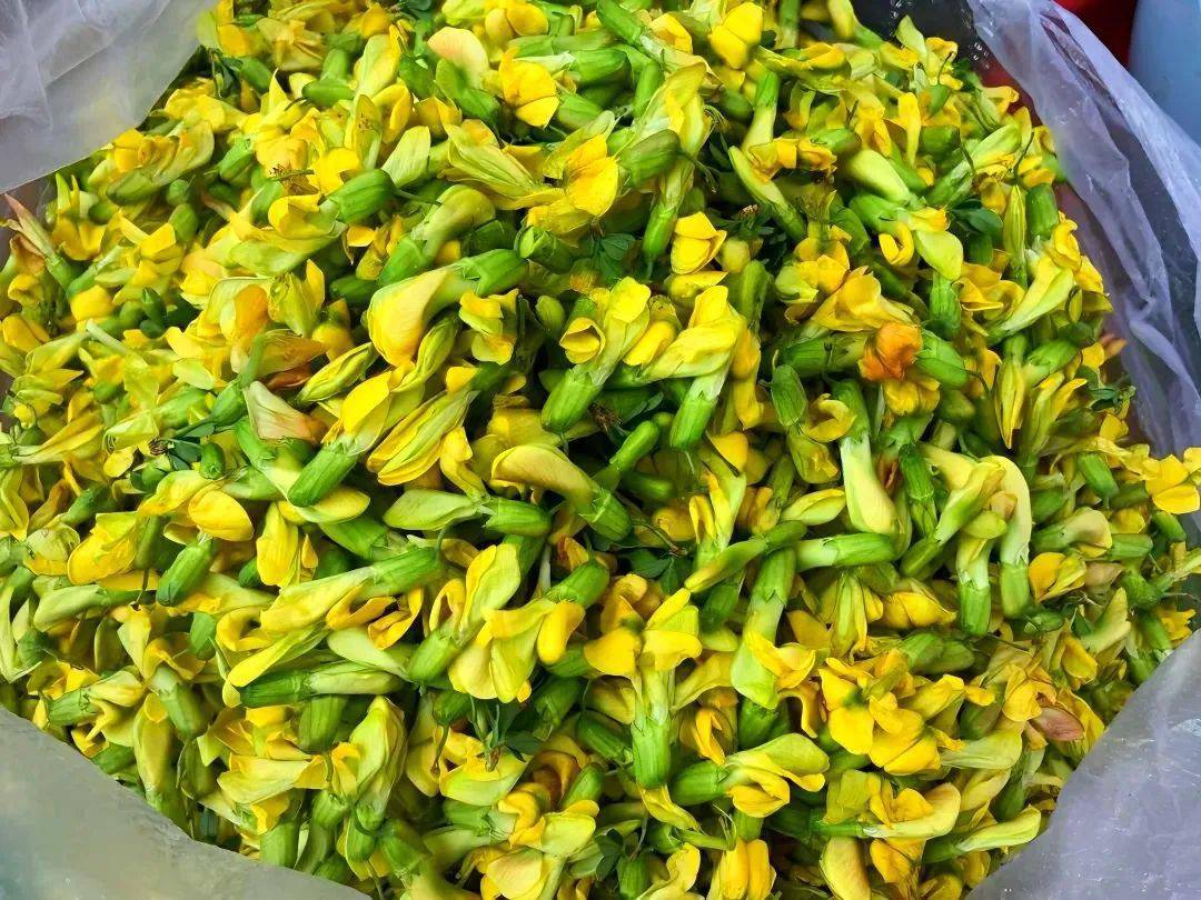 小鸟的金雀花"挤满枝头"春的温柔金雀花酱油焖春笋成就酱香馥郁却不失