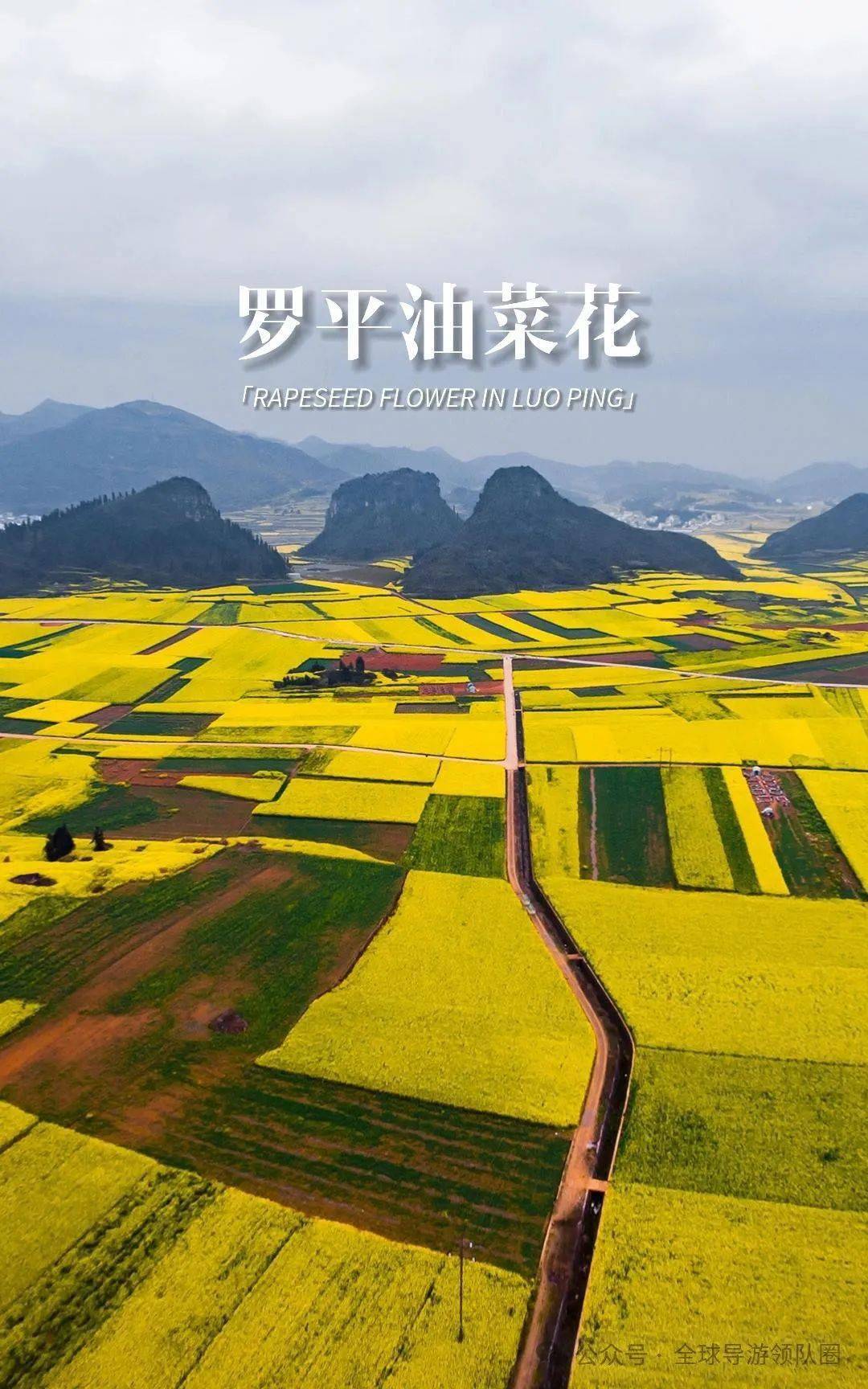 云南罗平导游词_油菜花_花海中_金鸡