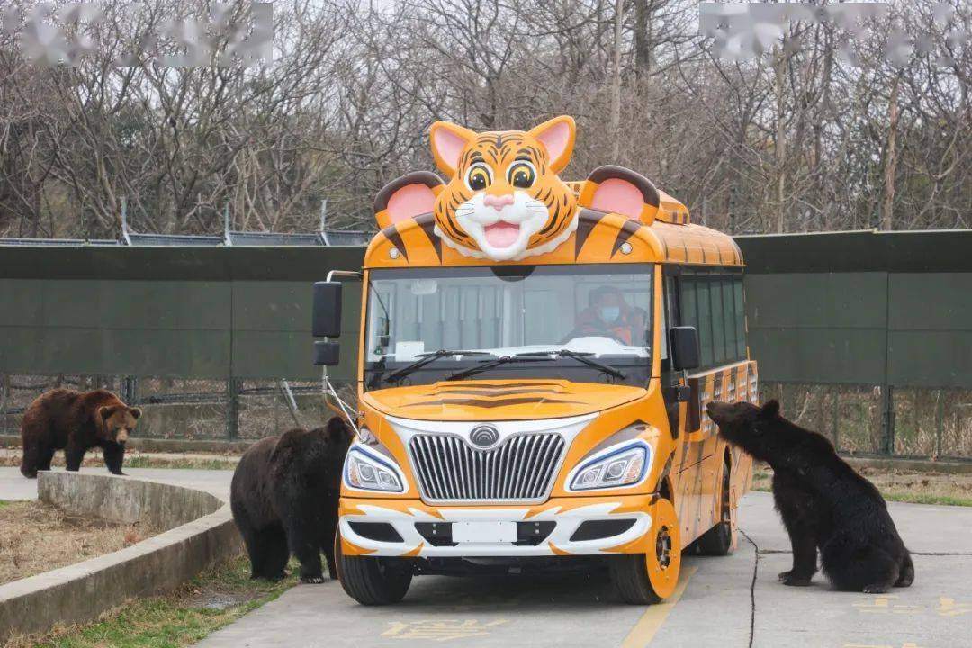 前往狂野刺激的车入区,或坐船参观神秘的水域,解锁不一样的看动物方式