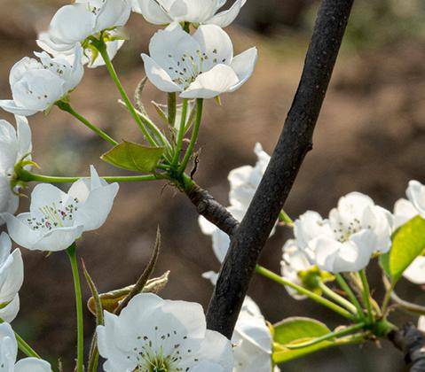 春风至,繁花来!快来码住东城这份赏花指南→_东江_木棉花_百花园
