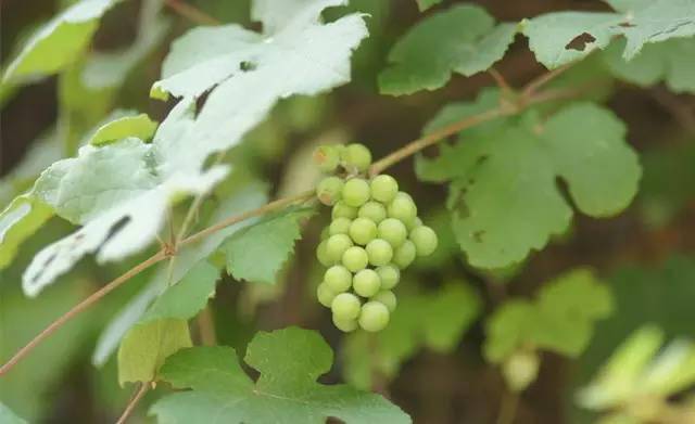 吃过15种以上的是山精!_味道_果实_野果