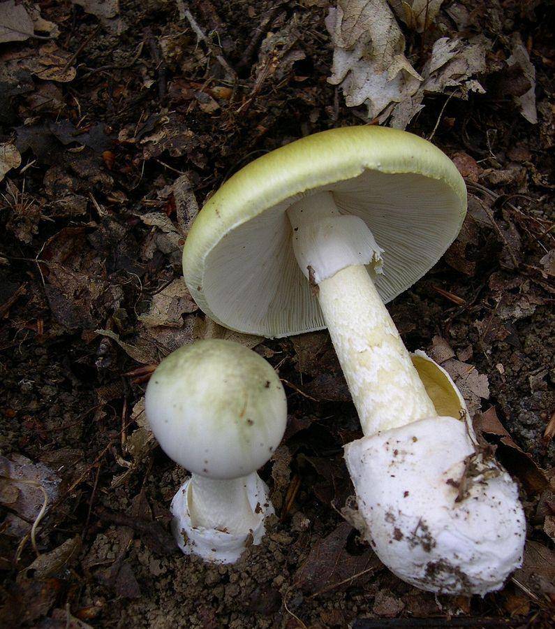 别吃!别吃!泉州疾控发布提醒