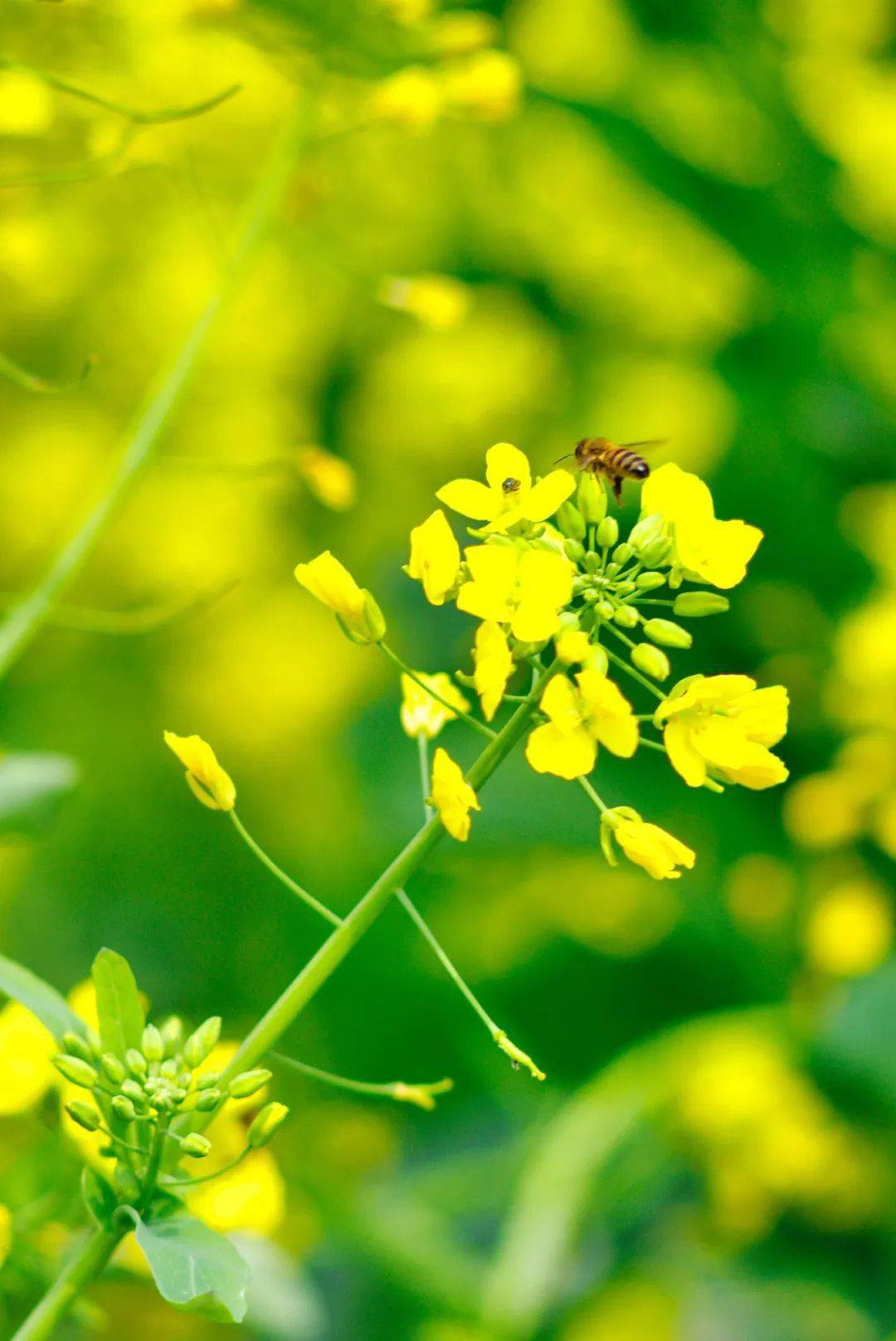 瓯江潮漫游 金色春潮 油菜花的绚烂舞曲