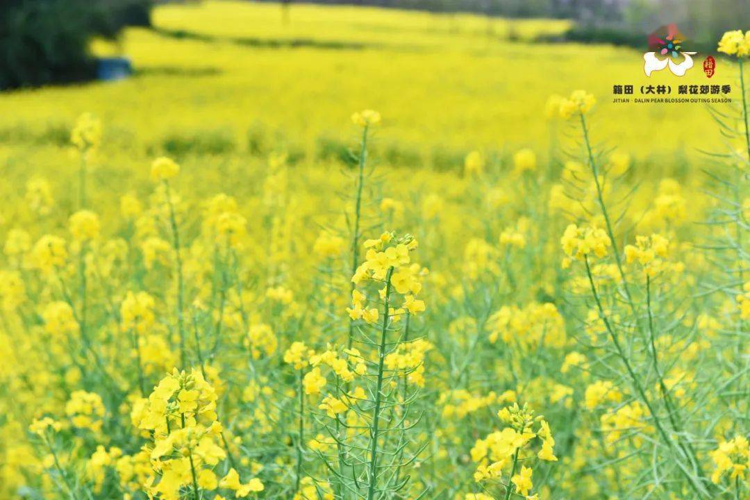 天府新区又多了n种耍法_乡村_梨花_美食