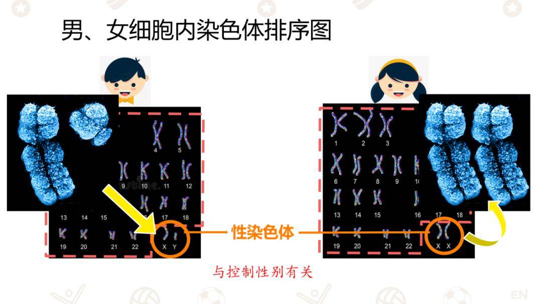 染色体组成图图片