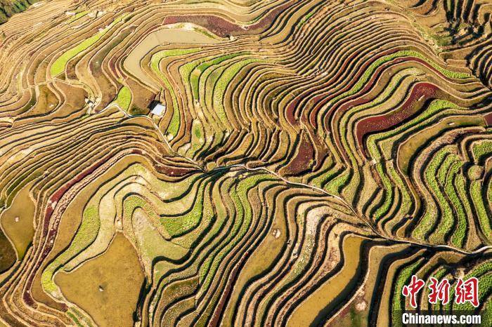 贵州从江梯田春色美如画