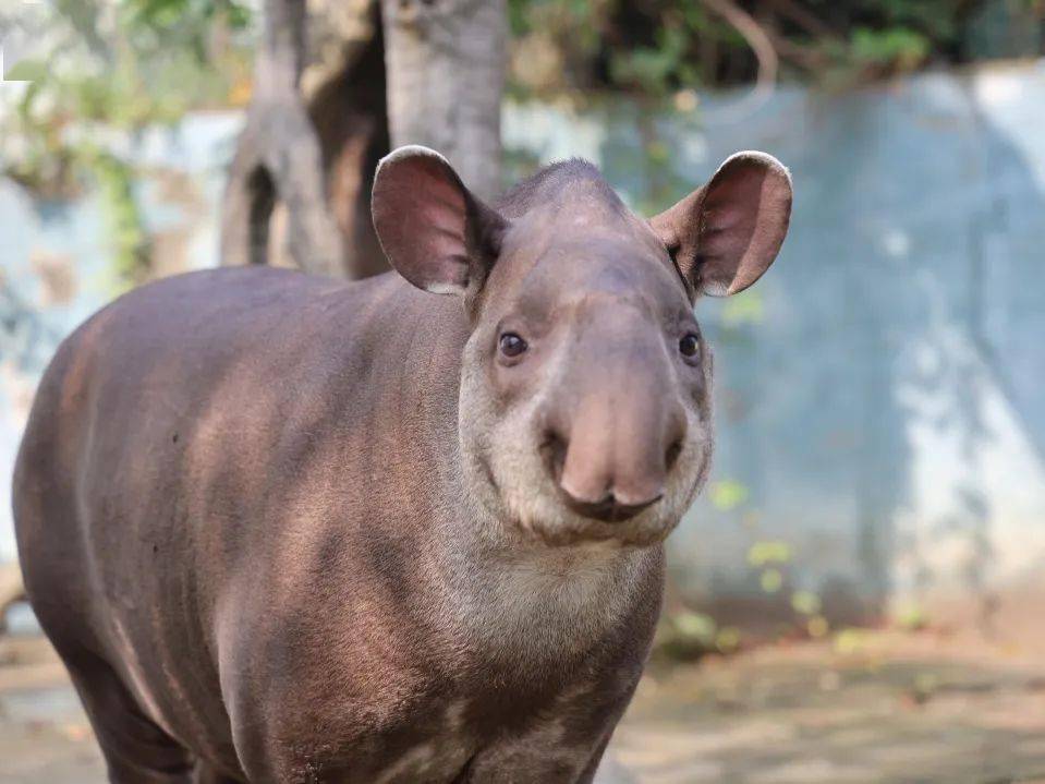 保护野生动植物,我们在行动_动物园_世界_无锡