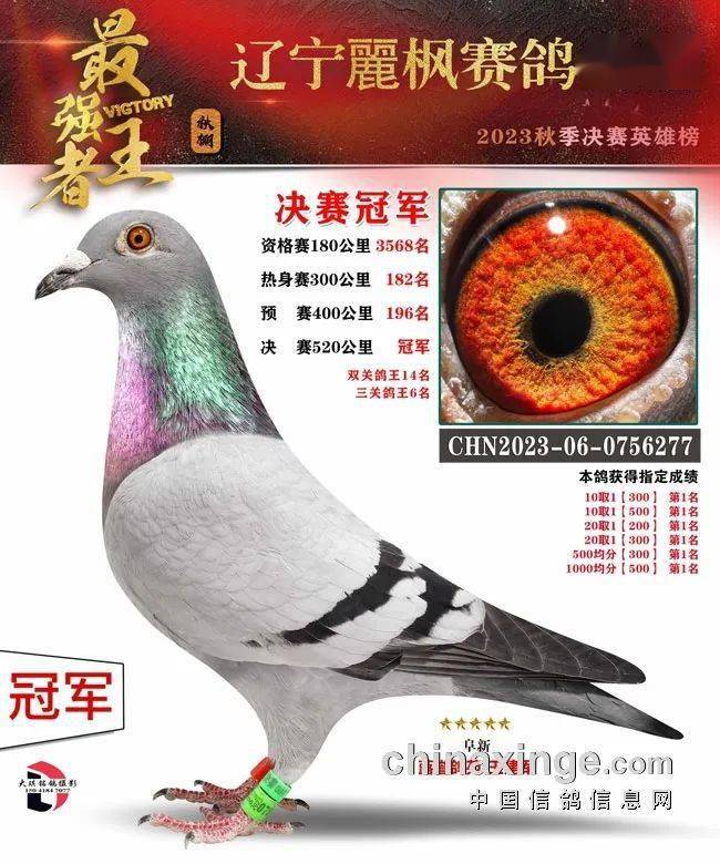 黑吉辽三省秋棚冠军鸽盘点_决赛_辽宁_黑龙江