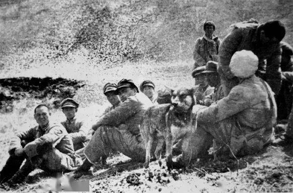 胡宗南_战役_部队