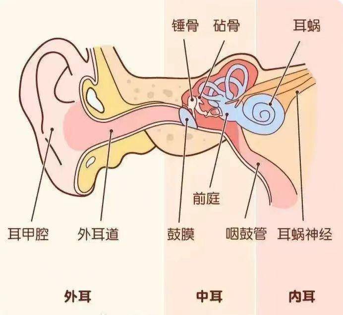 耳蜗简图图片