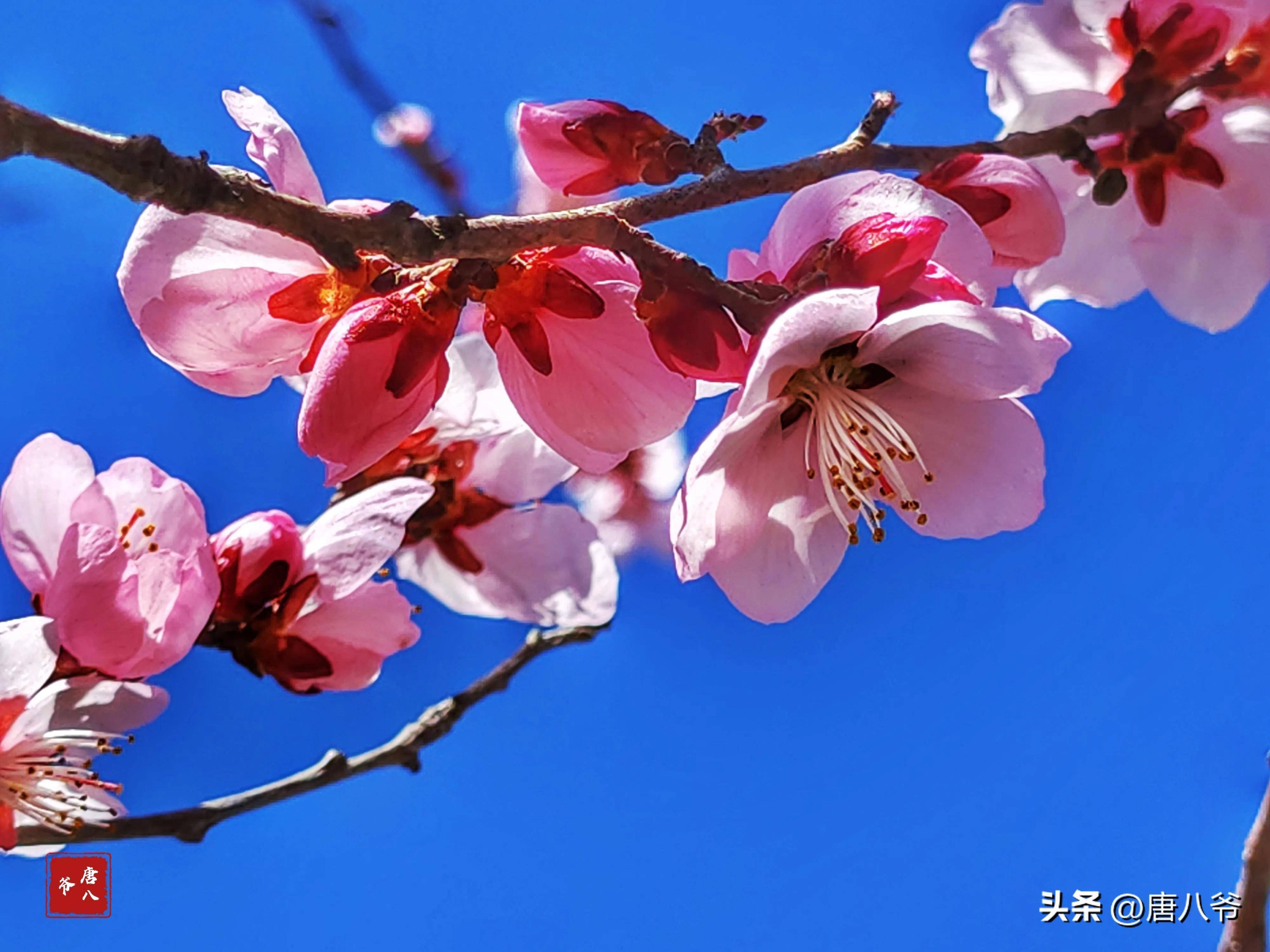 花香随风飘散