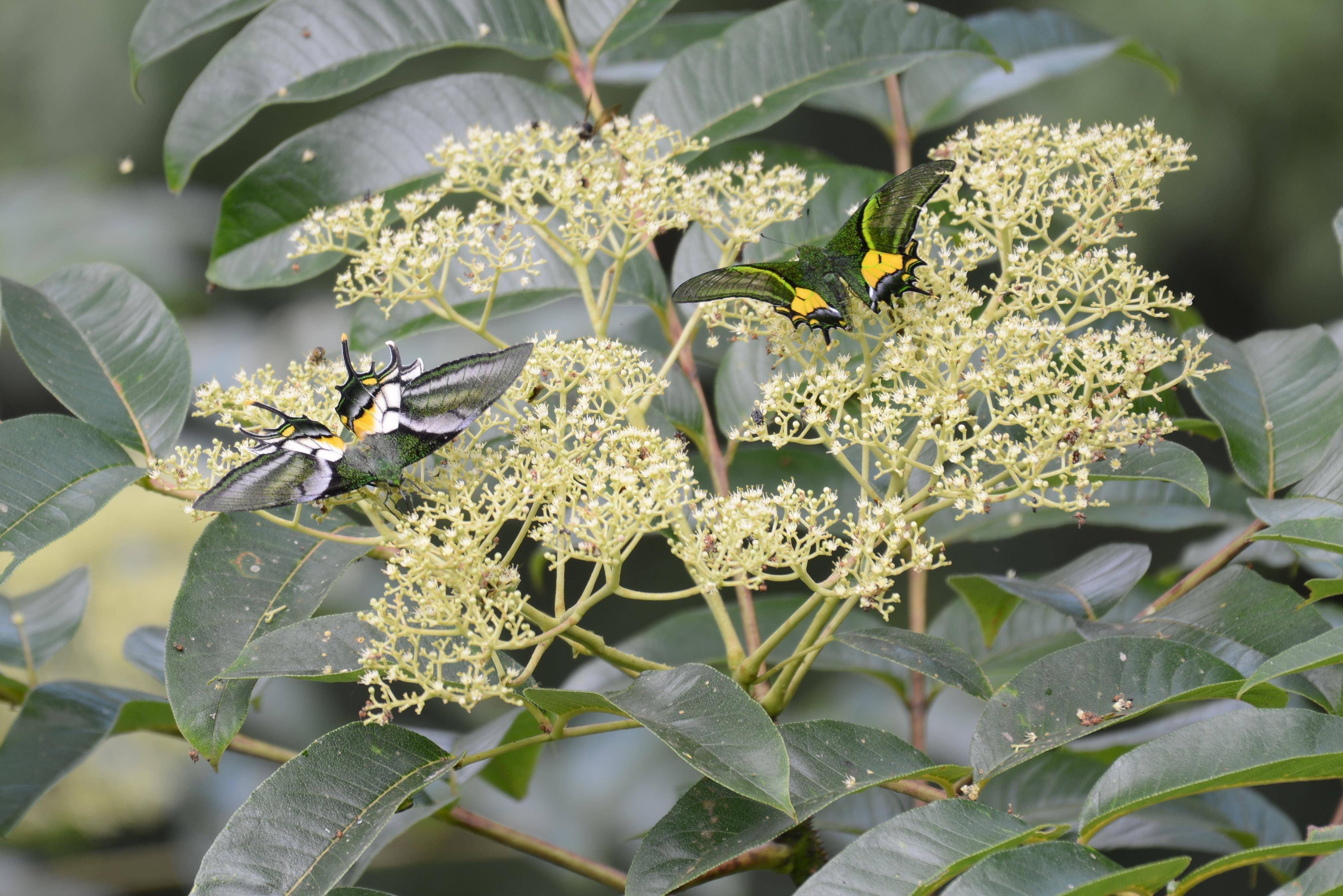 新华全媒丨福建记录并发布蝶中皇后金斑喙凤蝶完整生活史