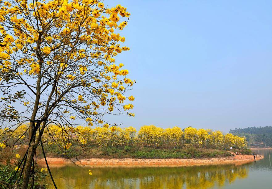 不同于其他黄花风铃观赏地是金龙湖黄花风铃生态园区湖边倒影的黄花
