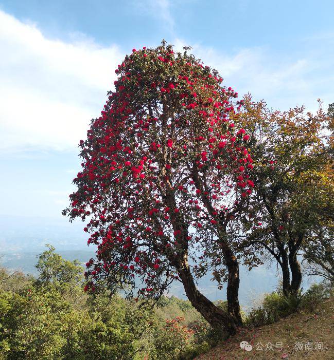 云游秘境·乐秋庙山马缨花缓缓而开_南涧镇_春风_道家