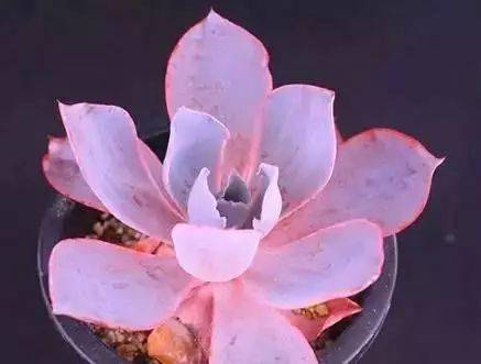 白牡丹_玫瑰_植物