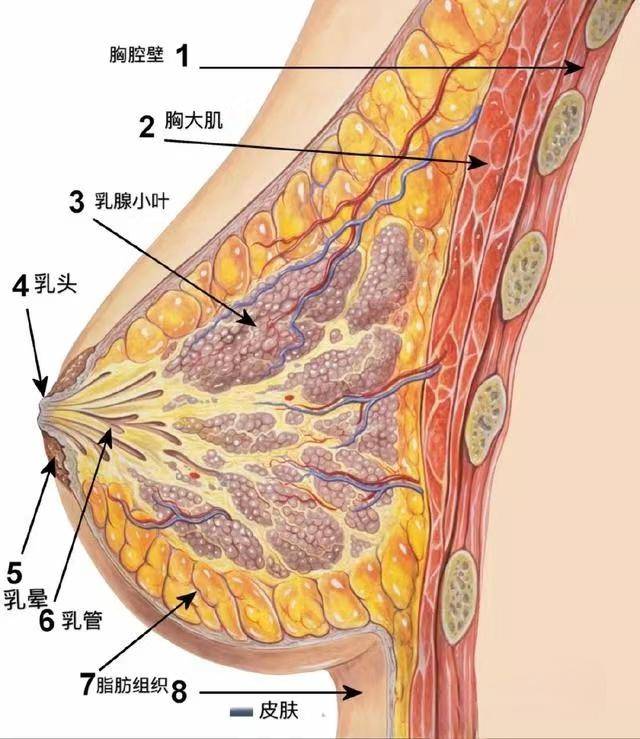 乳头溢液是得了乳腺癌吗