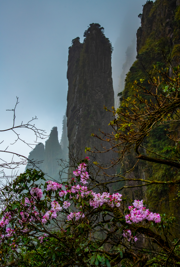 湖南莽山杜鹃花季节图片